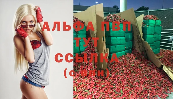 стаф Алзамай