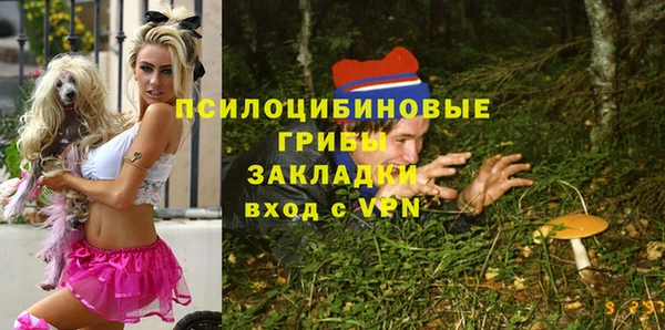стаф Алзамай